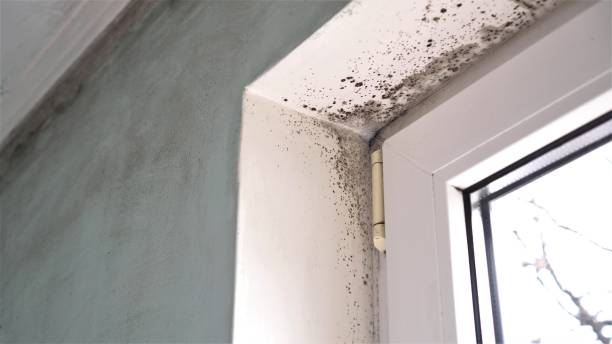Best Attic Mold Remediation in , ND